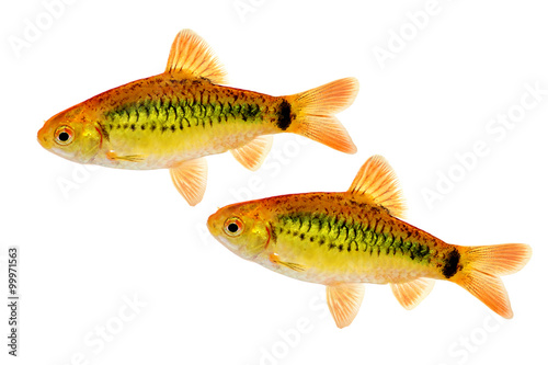 Group Of Gold Barb Barbodes Semifasciolatus Chinese Barb Aquarium