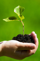 plant in the hand