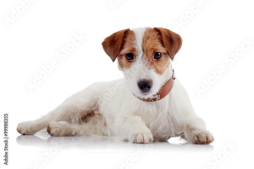 Fotografie, Obraz White with red a doggie of breed a Jack Russell Terrier