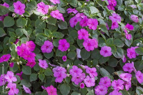 Cuadros en Lienzo Beautiful flowers background