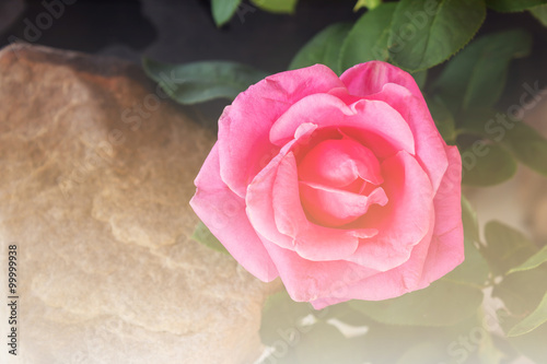 Photographie Pink rose in soft vintage mood