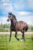 Fototapeta Konie - Beautiful warmblood horse running on the field in summer