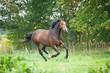 Beautiful warmblood horse running on the pasture