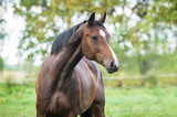 Fototapeta Konie - Portrait of beautiful warmblood horse 