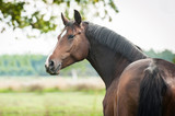 Fototapeta Konie - Portrait of beautiful warmblood horse looking back