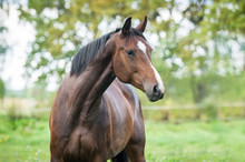 Portrait Of Beautiful Warmblood Horse 