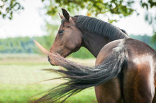 Portrait Of Beautiful Warmblood Horse Looking Back