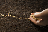 sowing weat