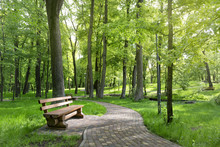 Bench In A Beautiful Summer Park