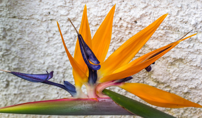 Canvas Print - Strelitzia.