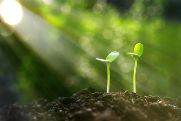 Wall Mural - Young plant in the morning light on nature background