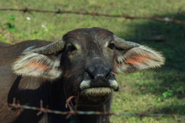 Buffalo, Buffalo Thailand,animal