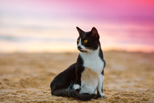 Cat Sitting On The Beach At Sunset