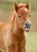 Little Shetland Pony Foal Portrait