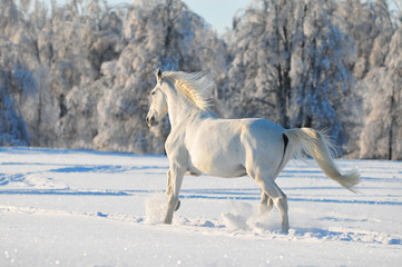 Wall Mural - white horse runs free in snow field