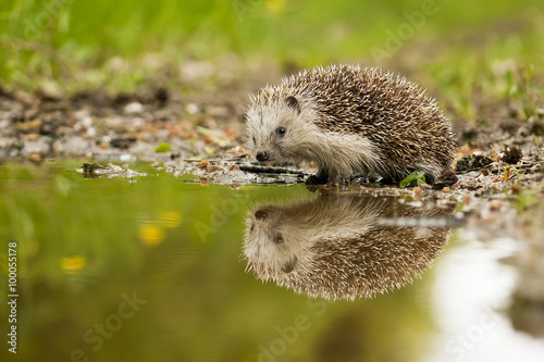 Fotografía European hedgehog and the water
