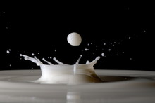 Drops Of Milk Splashing Into The Air.