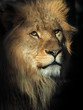 Portrait eines Löwen im Halbschatten