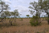 Fototapeta Sawanna - Savane, Afrique du Sud, parc Kruger