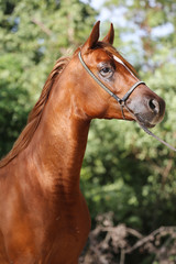 Wall Mural - Portrait of arabian horse in the corral