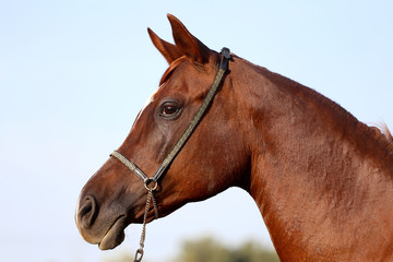 Wall Mural - Head shot of a beautiful curious arabian stallion