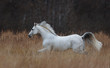 Tersk horse running