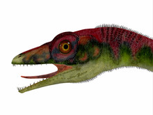 Compsognathus Dinosaur Head - Compsognathus Was A Small Carnivorous Theropod Dinosaur That Lived During The Jurassic Period Of Europe.