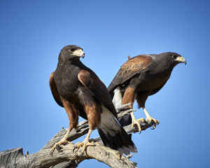 harris hawks in tucson, arizona