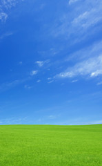 green grass and sky