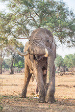 Bull Elephant (Loxodonta), With Trunk Hanging Over Tusk