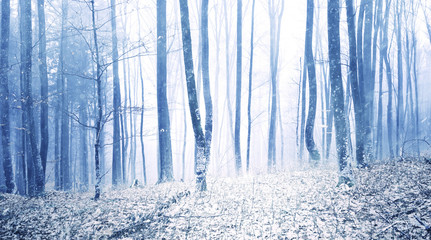 Wall Mural - Lovely snowfall in foggy beech forest landscape. Winter season woodland background.