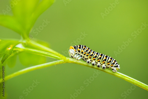 Fotografía Beautiful green caterpillar creeps on a green leaf