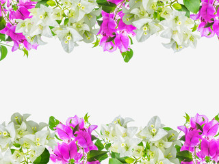 Wall Mural - Bougainvillea flower frame