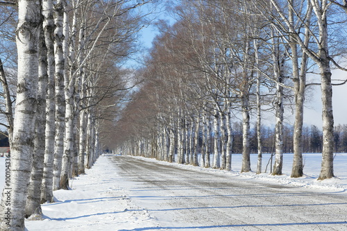 冬の北海道 白樺並木 Winter Of Hokkaido Japan Birch Tree Lined Buy This Stock Photo And Explore Similar Images At Adobe Stock Adobe Stock 冬の北海道 白樺並木 Winter Of Hokkaido Japan Birch Tree Lined Buy This Stock Photo And Explore Similar Images At Adobe Stock Adobe Stock