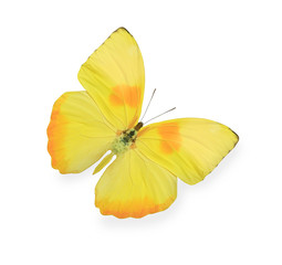 Wall Mural - Yellow butterfly isolated on white