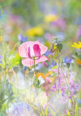 Canvas Print - summer meadow with red poppy