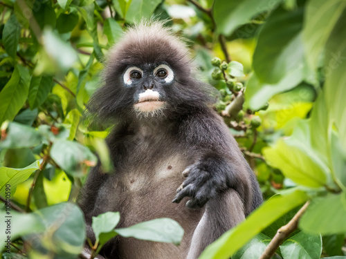 Fotografía An adult dusky leaf monkey / spectactled leaf monkey / langur is sitting among leaves in a tree in the wild