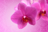 Fototapeta Storczyk - dark pink orchid flower close-up isolated on white