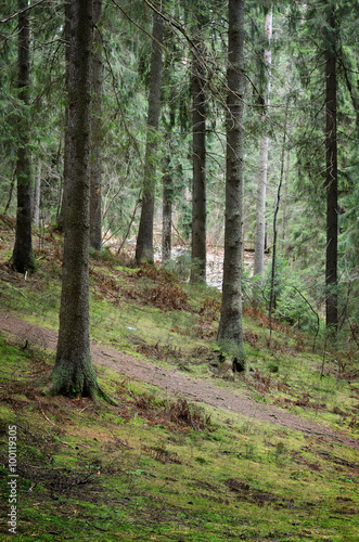 Naklejka na drzwi dark pine forest scene