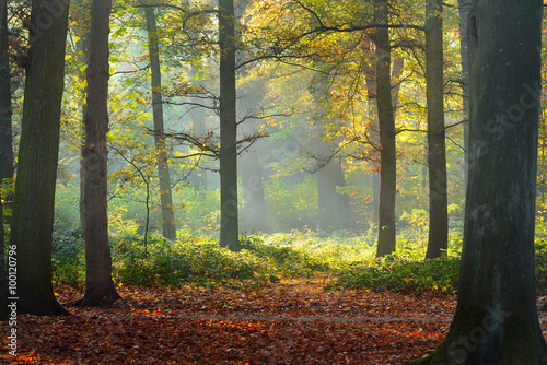 Naklejka - mata magnetyczna na lodówkę Autumn forest. Nachtegalenpark in Antwerp