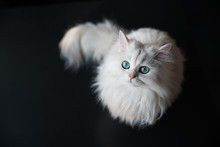 White Cat Chinchilla. Fluffy Cute Pet Animal With Bright Green Eyes