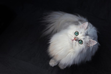 White cat chinchilla. Fluffy cute pet animal with bright green eyes