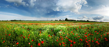 A Poppy Field And A Country View In Latvia