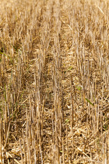 field with straw  