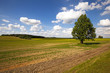 © rsooll - field in summer