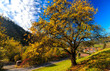 Wunderschöner Herbst, Stanz im Mürztal
prächtiger Laubbaum mit satten gelben Blättern bei blauem Himmel