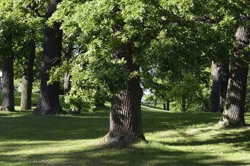 Wall Mural - Big tree in the garden.