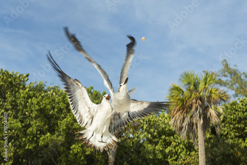 Fotografie, Tablou Two pigeons in flight fighting over food, view from below