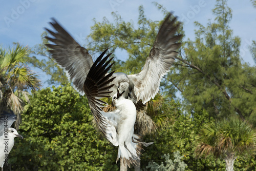 Fotografie, Tablou Two pigeons in flight fighting over food, view from below