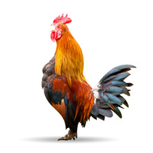 Rooster Isolated On White